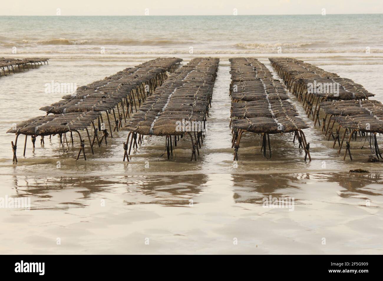 four rows with oyster nets at tables in the sea at the normandy coast in veules-les-roses with low tide and the sea in the background closeup Stock Photo