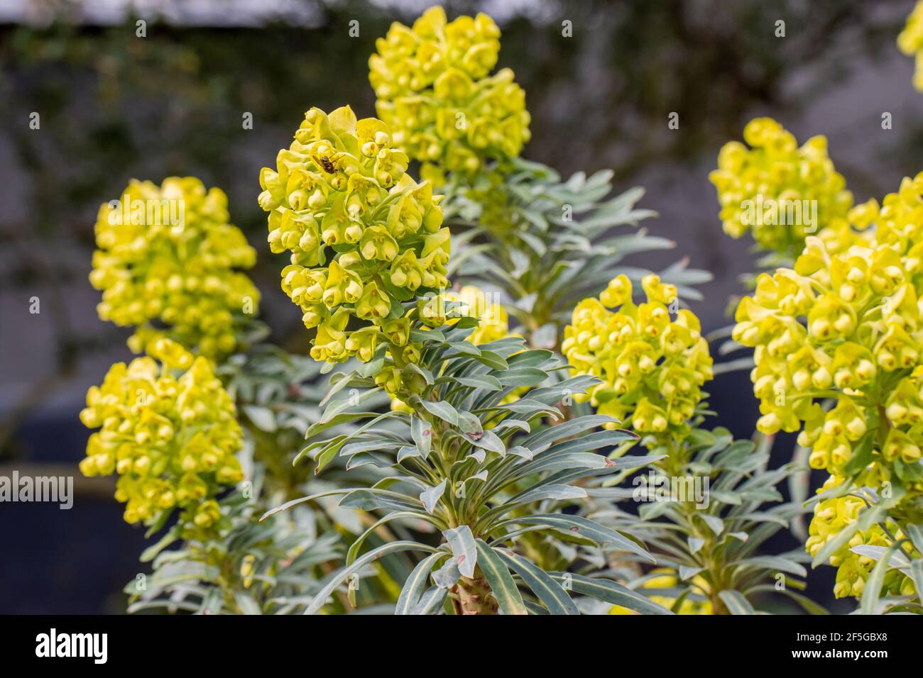 Close up ofEuphorbia Lambrook Gold in full flower in spring Stock Photo