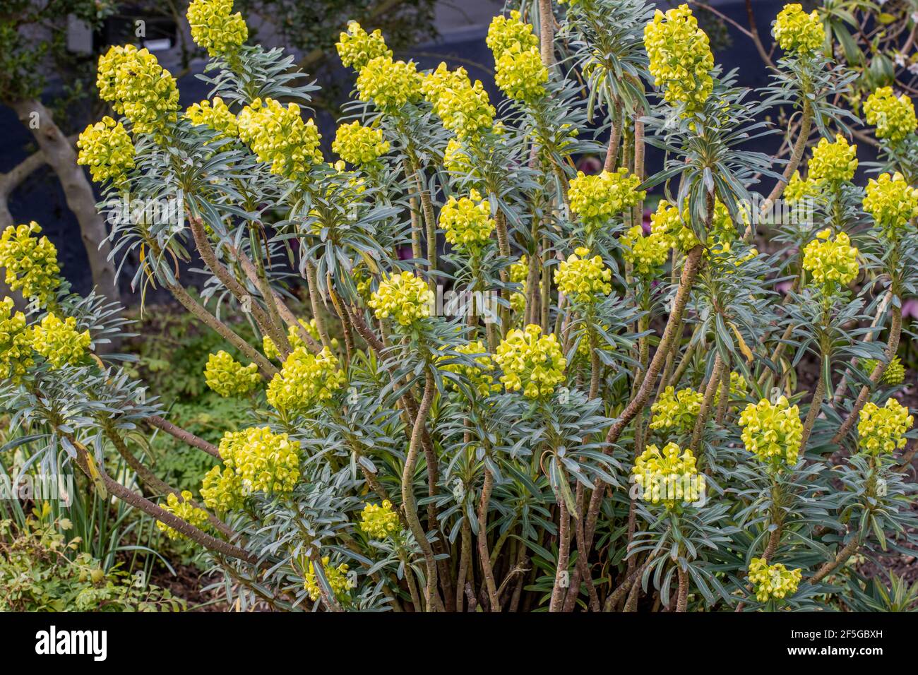 Fromefield Gold Large Euphorbia Lambrook Gold in full flower in spring Stock Photo - Alamy