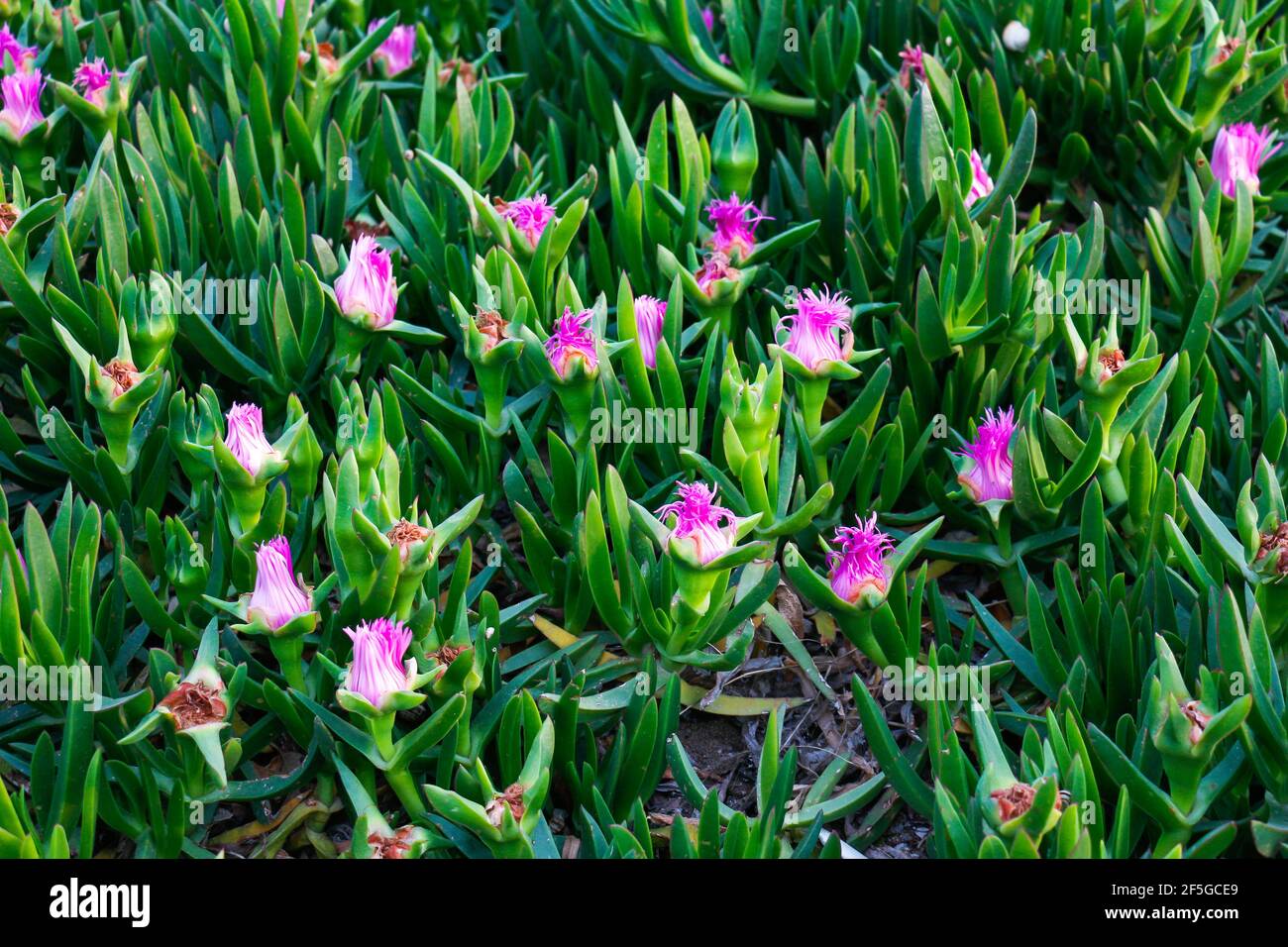 Green Carpobrotus blooming with pink flowers in spring on the mediterranean Sea coast in Antalya Turkey. Stock Photo