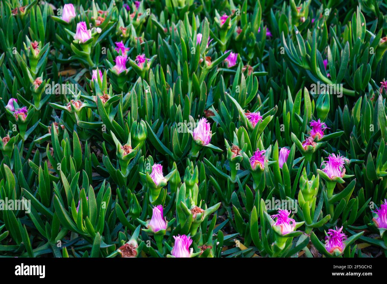 Green Carpobrotus blooming with pink flowers in spring on the mediterranean Sea coast in Antalya Turkey. Stock Photo