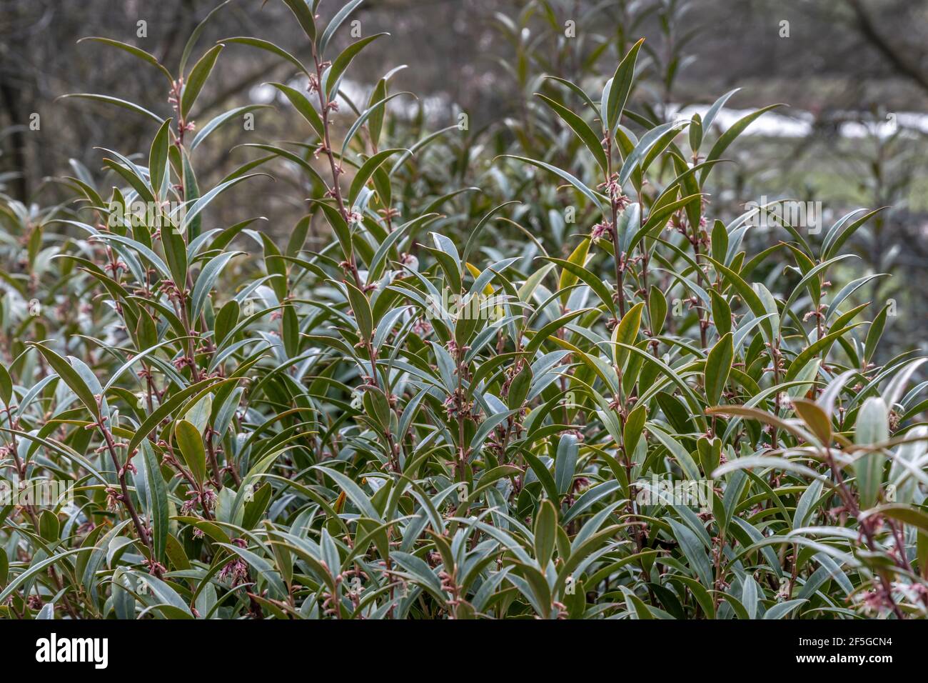 Sarcococca hookeriana Purple Stem, commonly know as sweet box Stock Photo