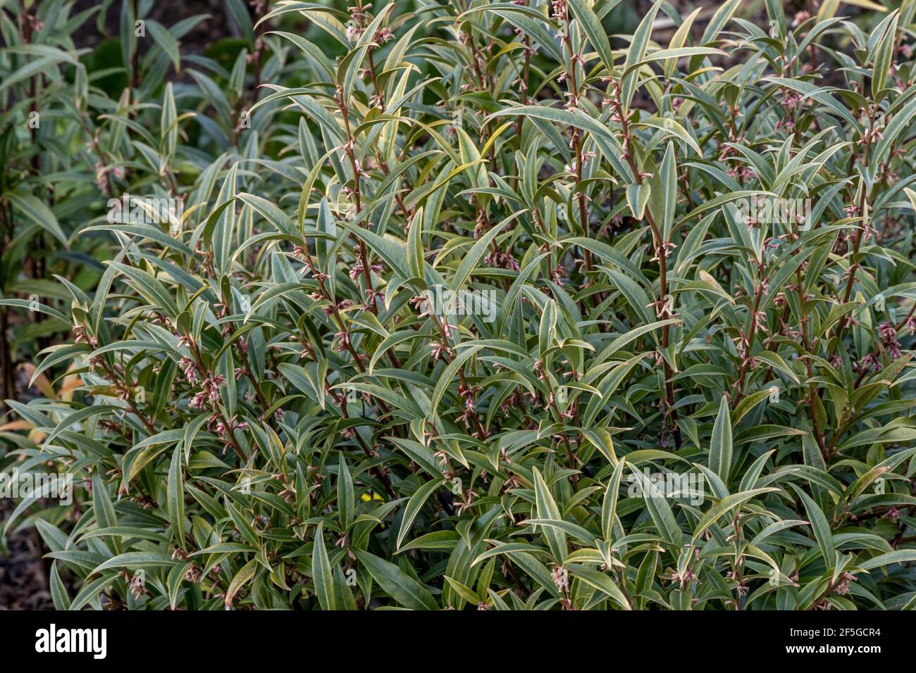 Sarcococca hookeriana Purple Stem, commonly know as sweet box Stock Photo