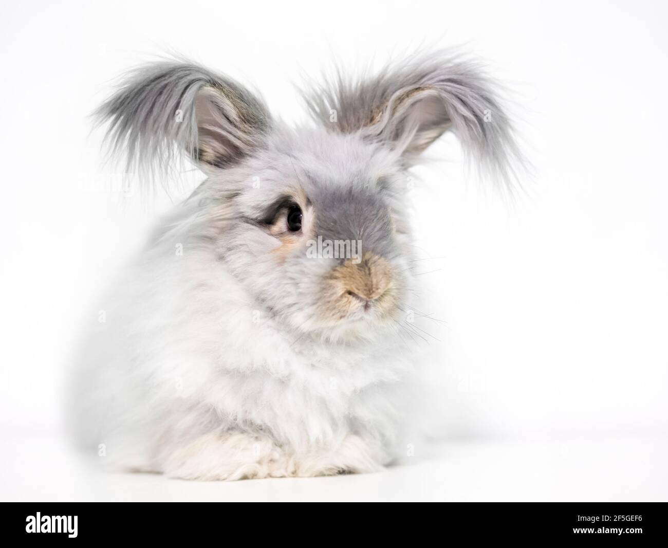 A furry English Angora rabbit with long hair on its ears Stock Photo