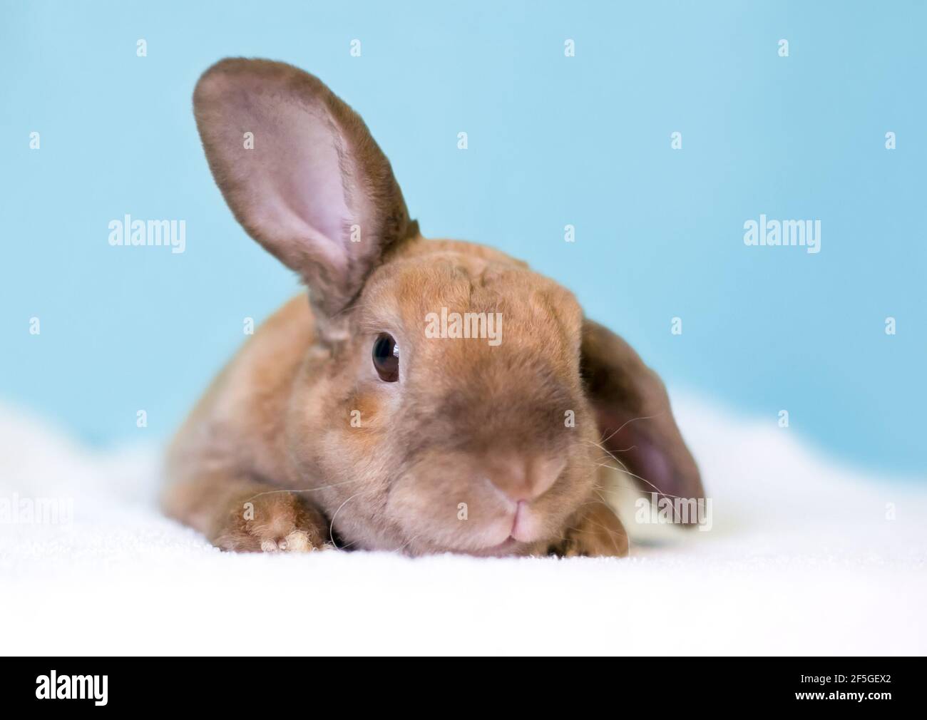 A cute brown Lop eared rabbit holding one ear up and one ear down Stock Photo