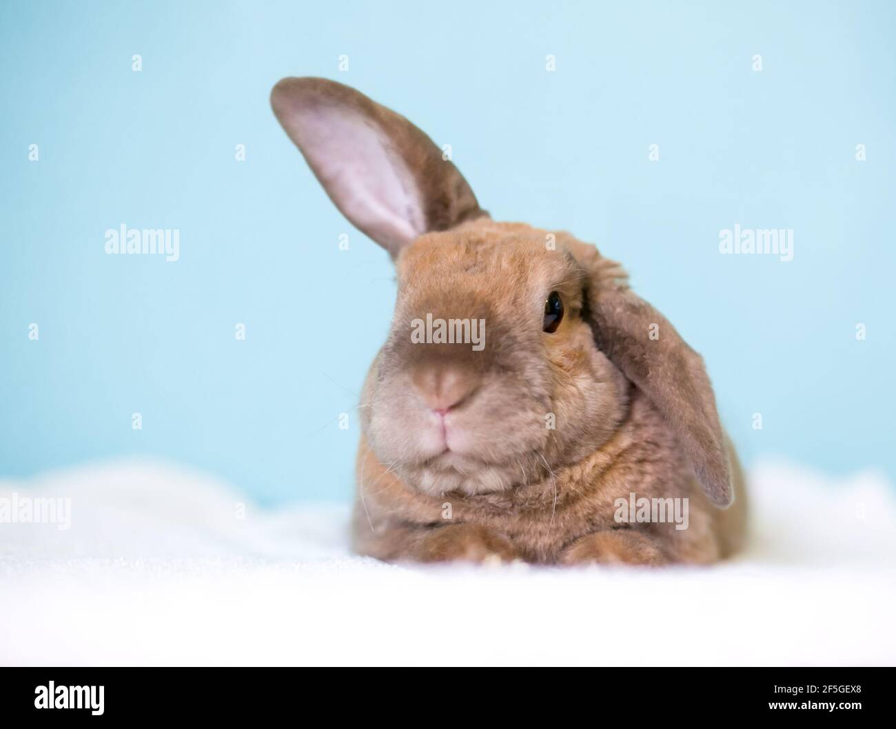 A cute brown Lop eared rabbit holding one ear up and one ear down Stock Photo Alamy