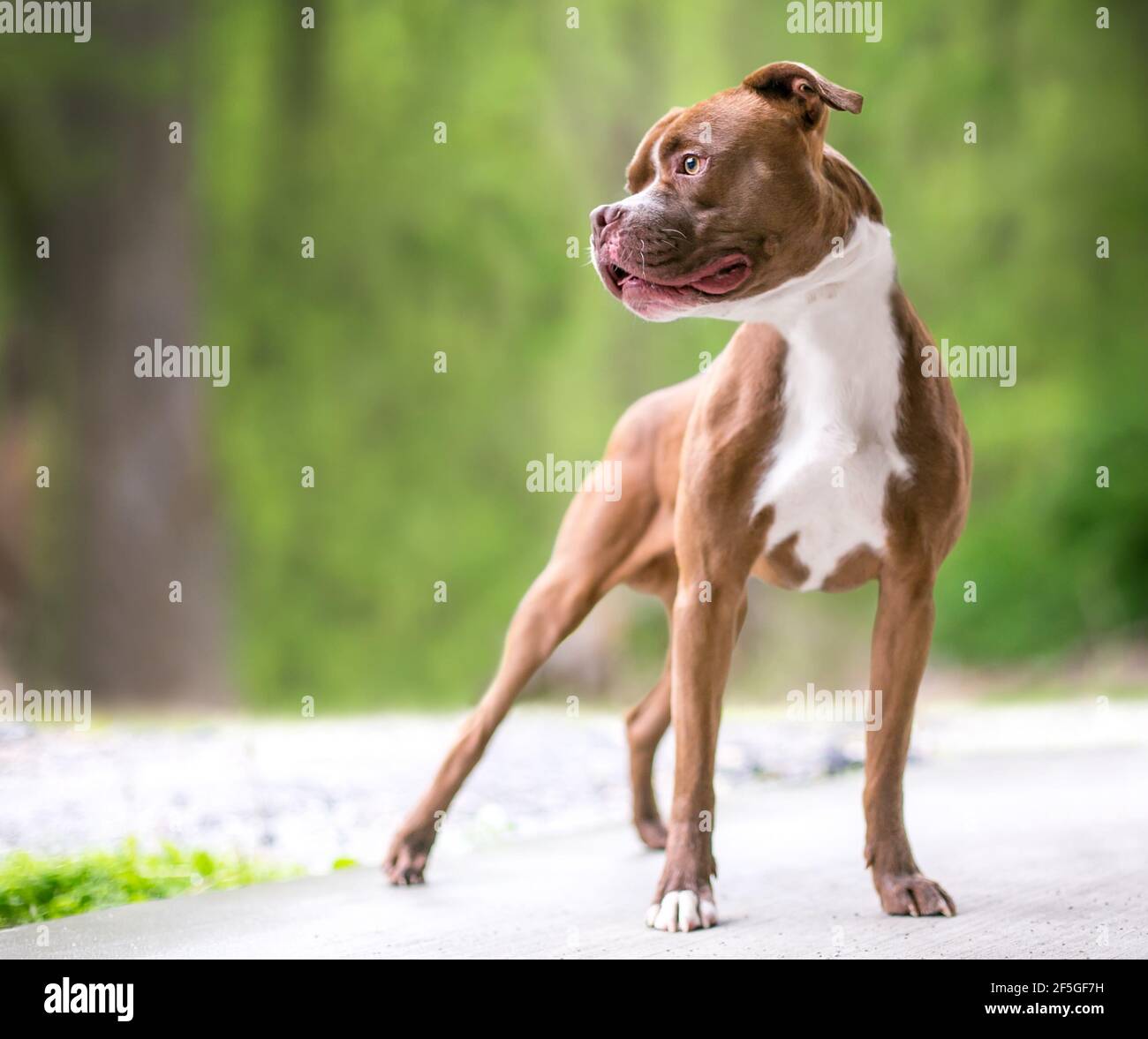 A red and white Boxer x Pit Bull Terrier mixed breed dog standing outdoors Stock Photo