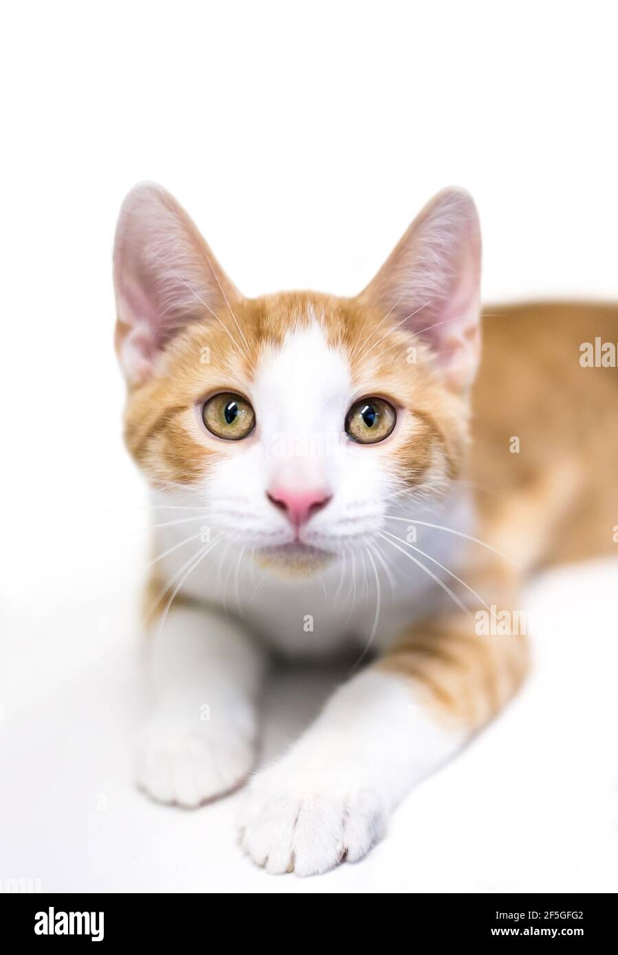 A cute shorthair kitten with orange tabby and white markings, lying down and looking at the camera Stock Photo