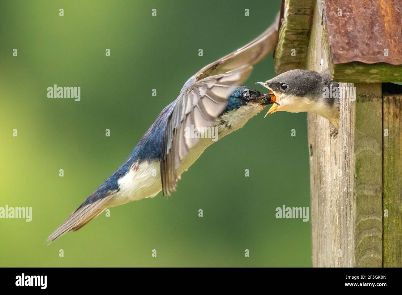 A male Tree Swallow brings a small insect to his nestling. Stock Photo