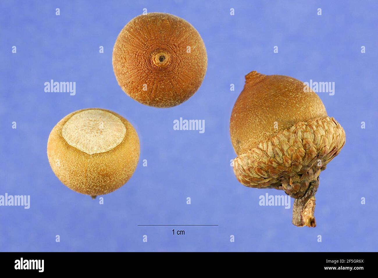 Quercus falcata acorns. Stock Photo