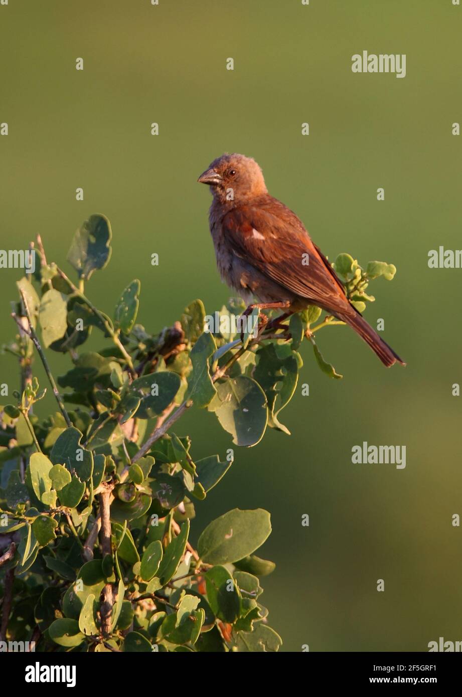 Parrot billed sparrow hires stock photography and images Alamy