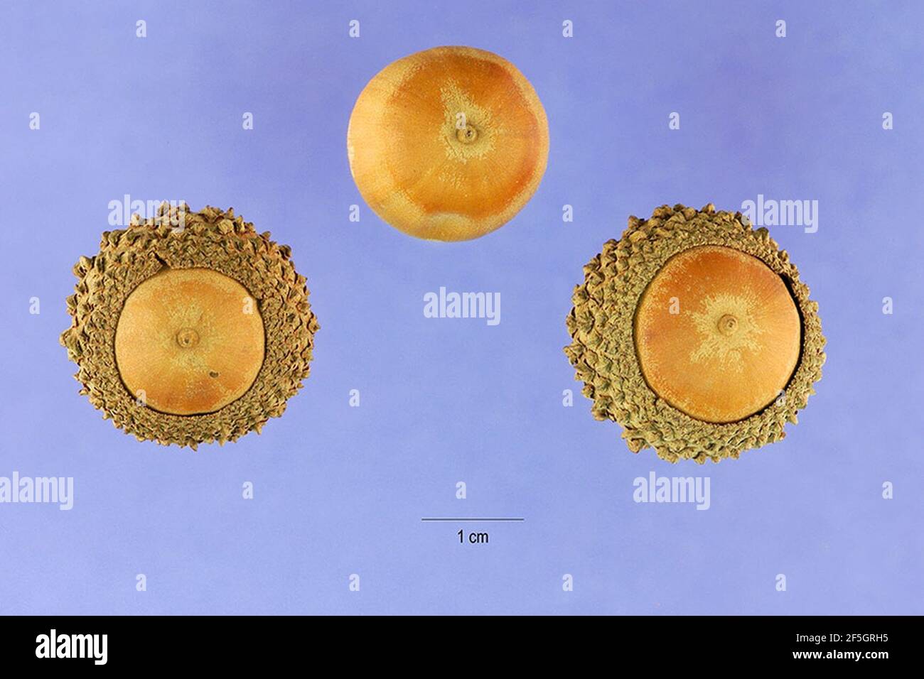 Quercus lyrata hi-res stock photography and images - Alamy