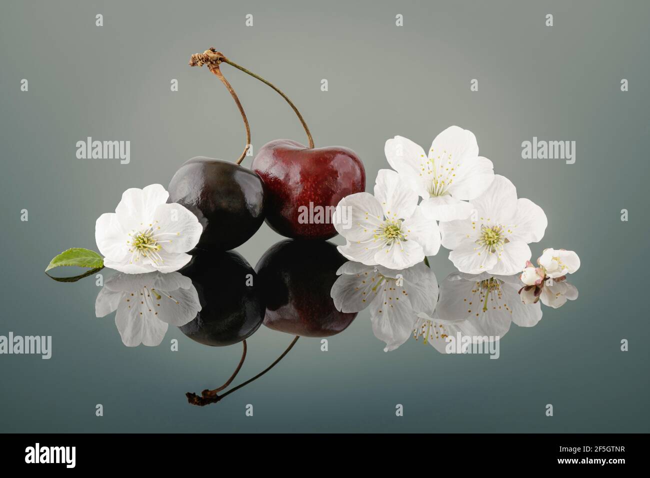 Juicy red Cherries with Cherrie blossom Stock Photo