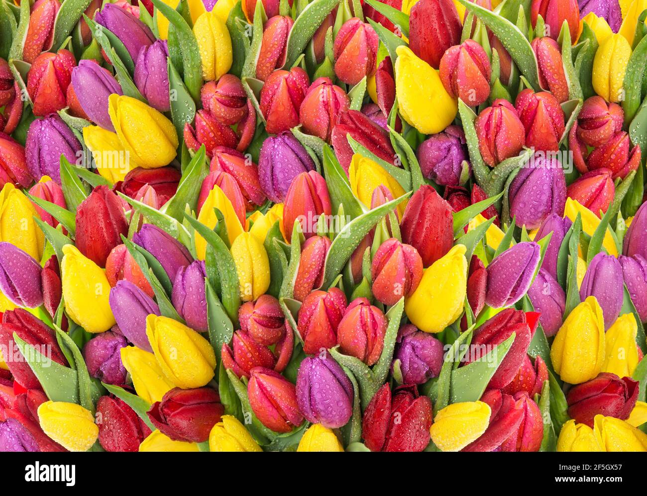 Bouquet of fresh spring tulip flowers with water drops. Floral ...