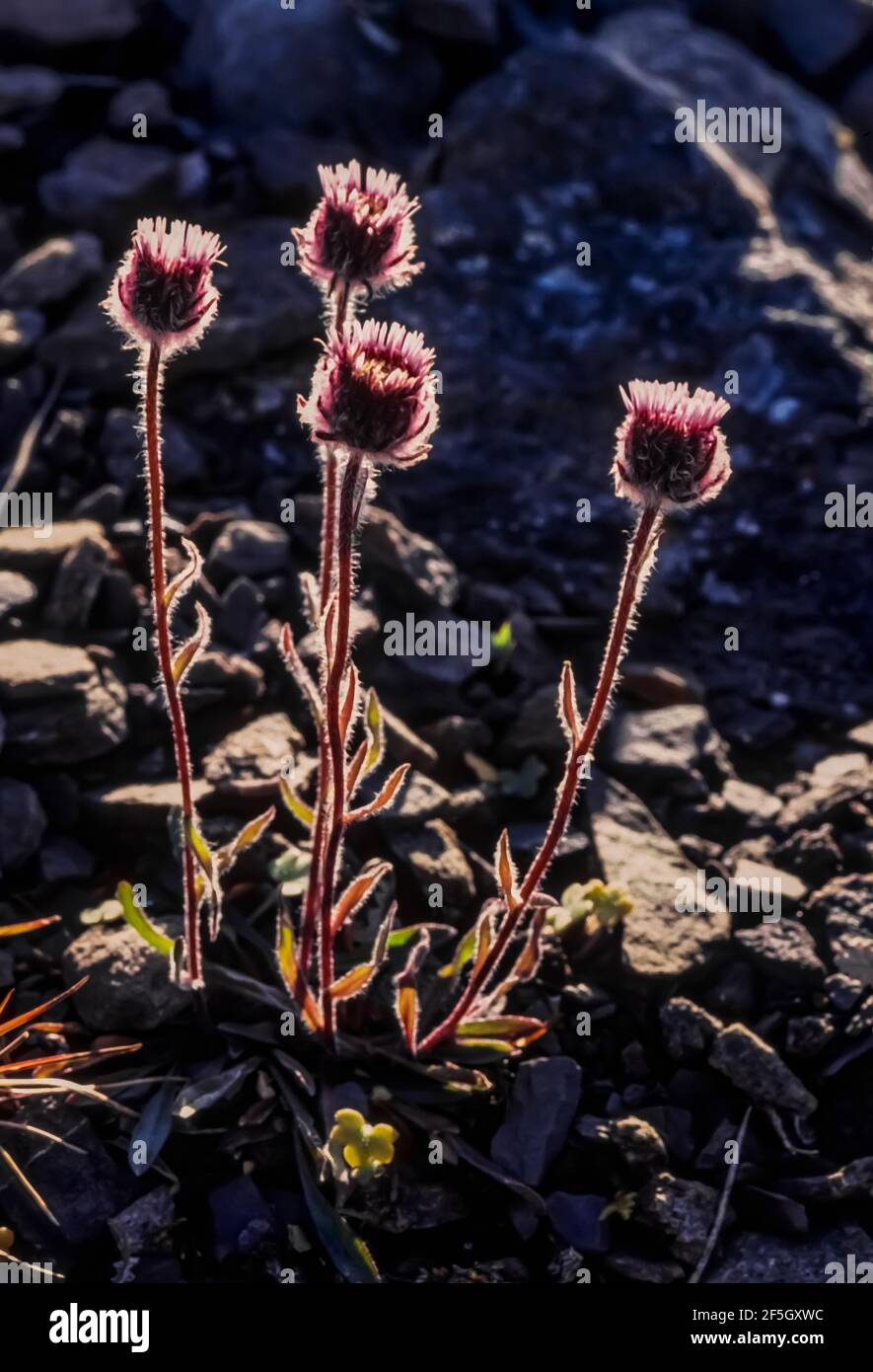 Arctic Alpine Fleabane, Erigeron humilis, flowering in the arctic tundra of Gates of the Arctic National Park, Brooks Range, Alaska, USA Stock Photo