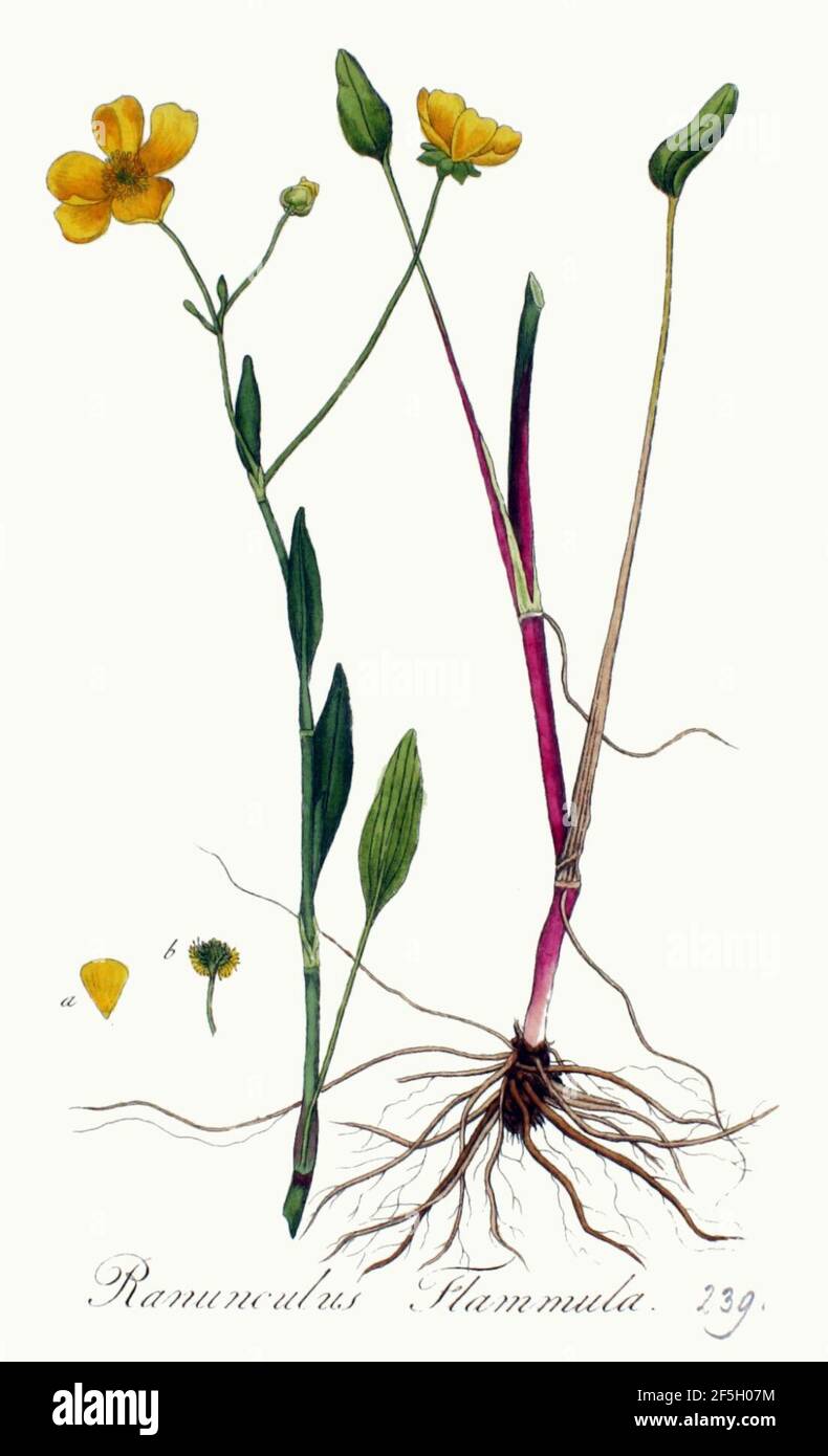 Ranunculus flammula — Flora Batava — Volume v3. Stock Photo