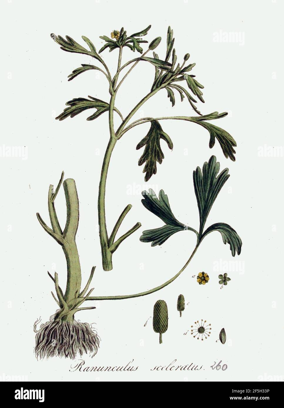 Ranunculus sceleratus — Flora Batava — Volume v4. Stock Photo