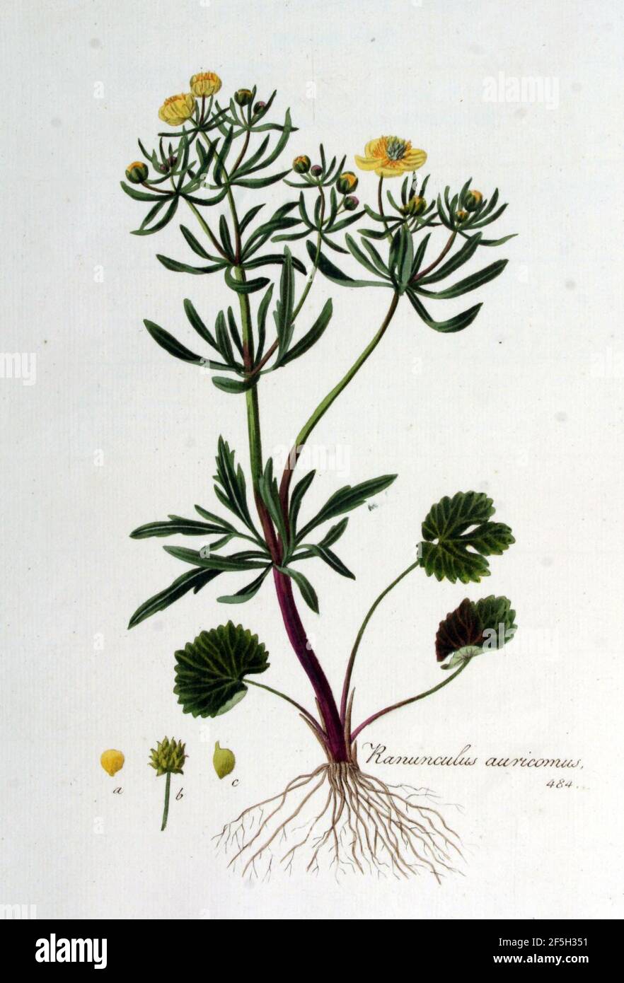 Ranunculus auricomus — Flora Batava — Volume v7. Stock Photo
