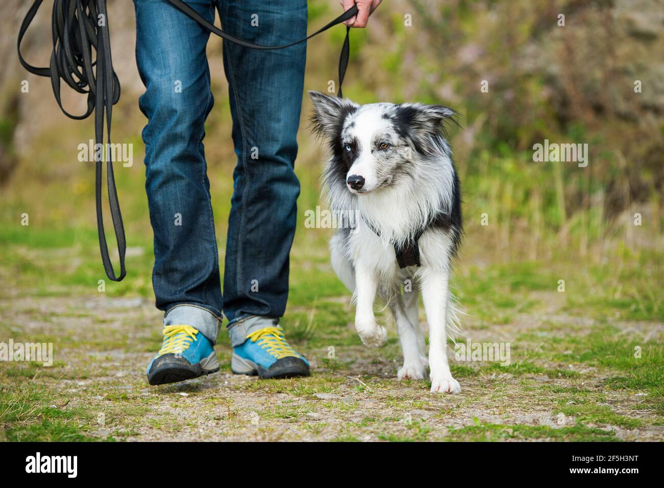 border collie leash training