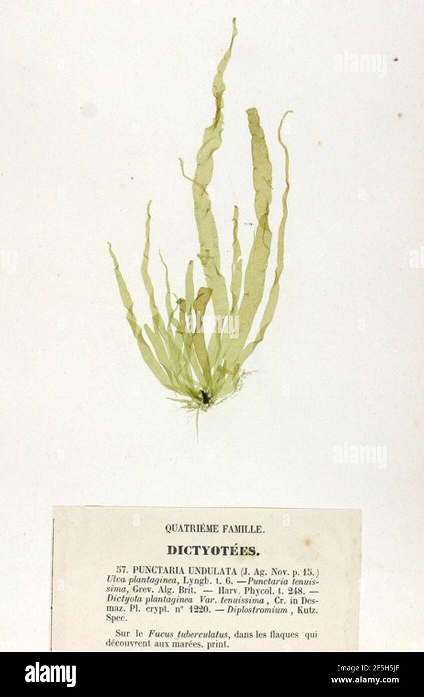 Punctaria undulata. Stock Photo
