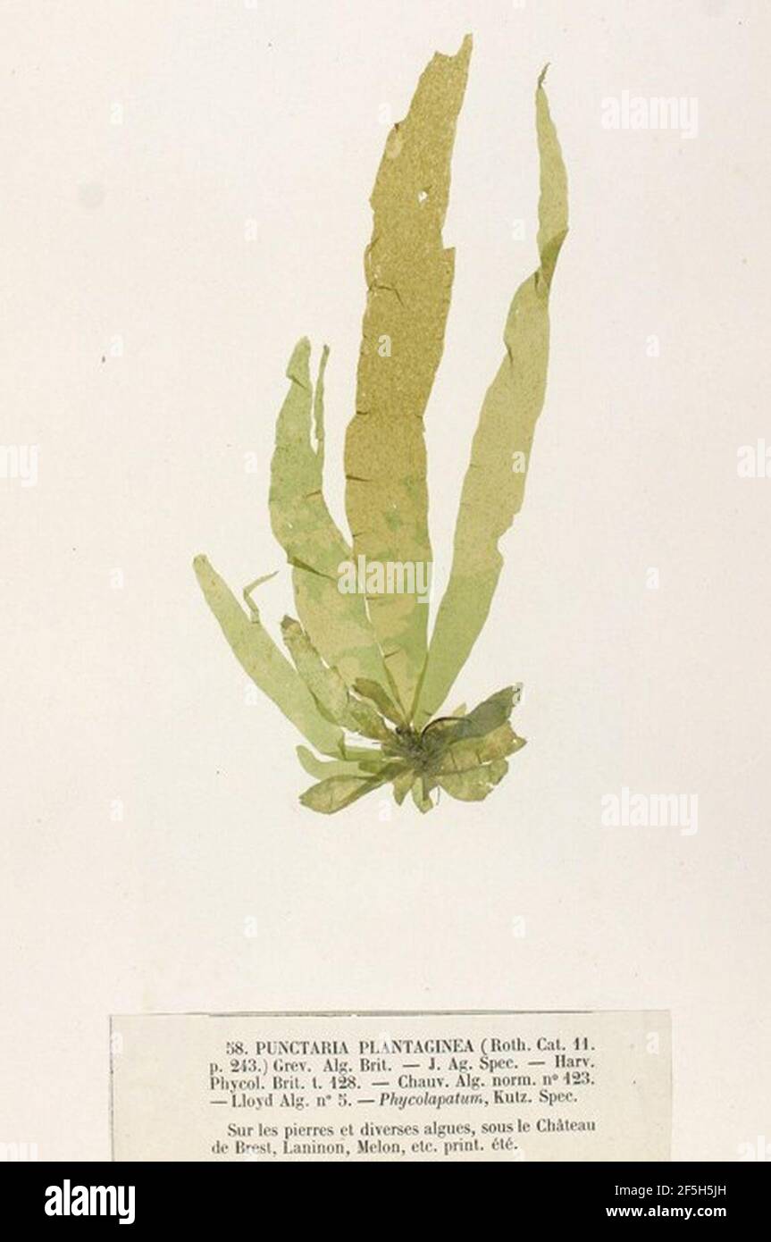 Punctaria plantaginea Crouan. Stock Photo