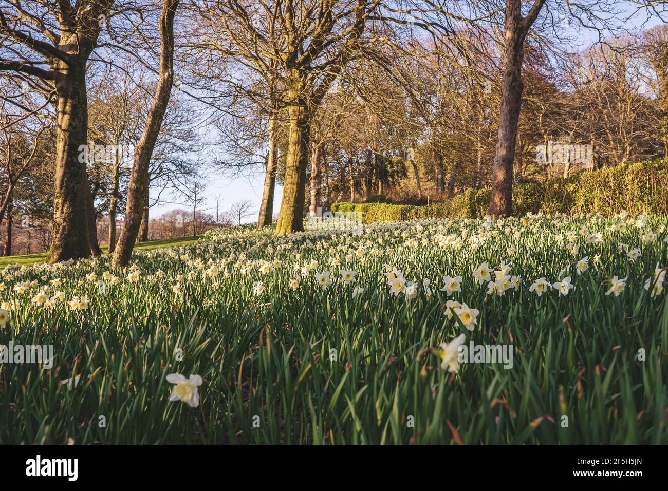 Lots of white and yellow daffodils flowers blooming in Parc Llewelyn, British park in spring, Swansea, Wales, UK Stock Photo