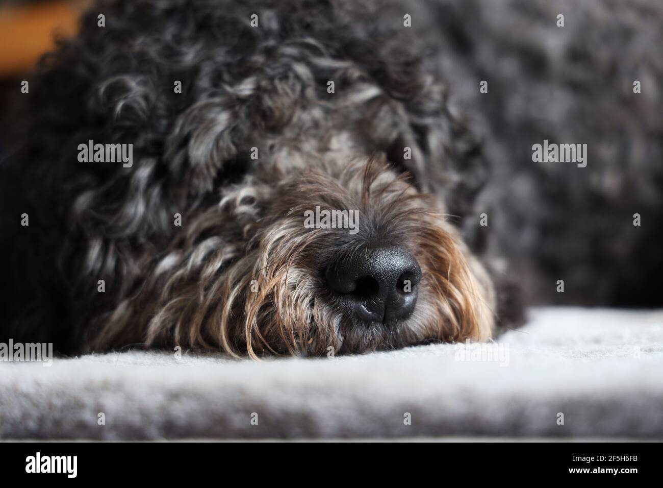 Dogs nose, Labradoodle Stock Photo