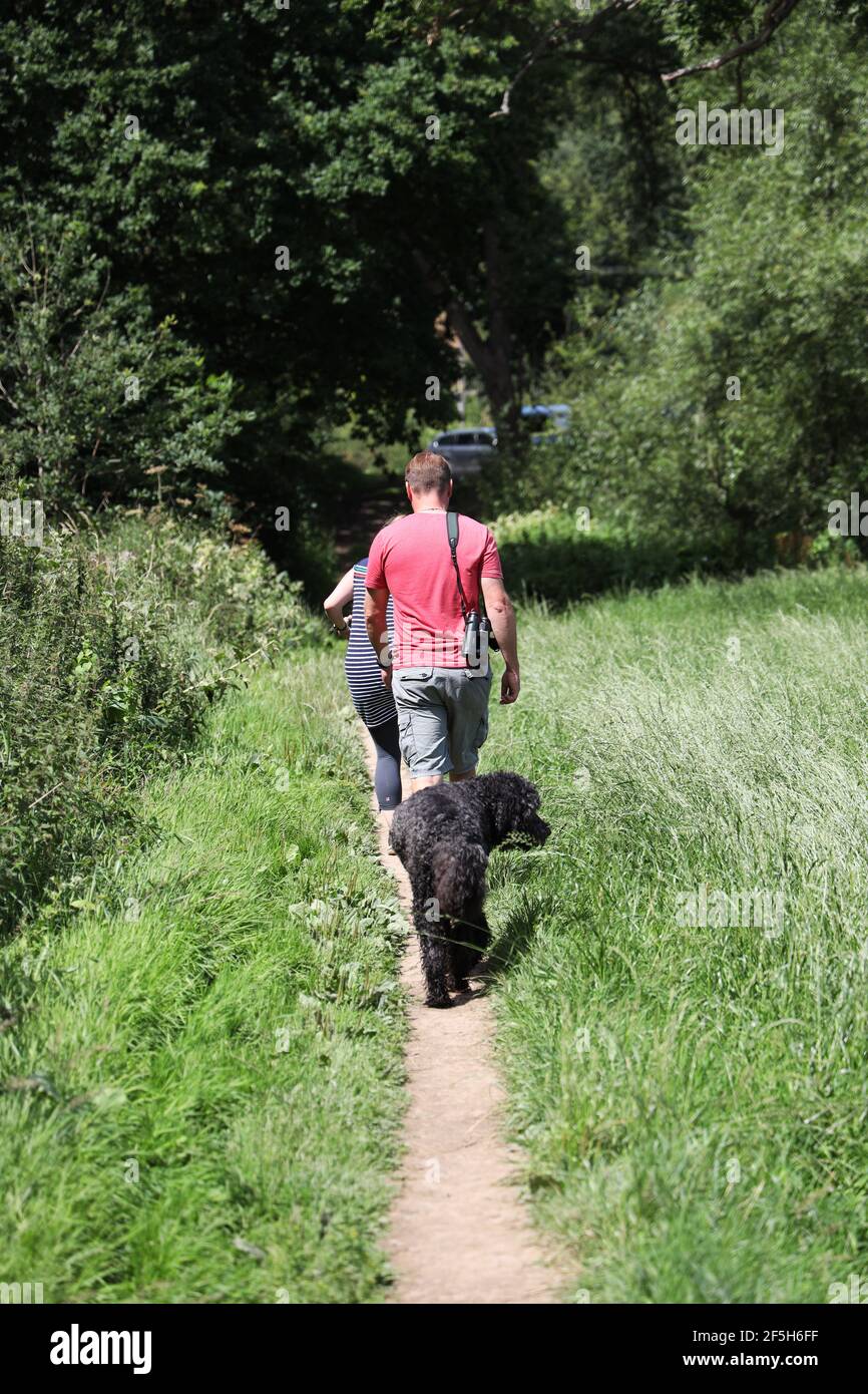 Dog walking , Shropshire, uk Stock Photo