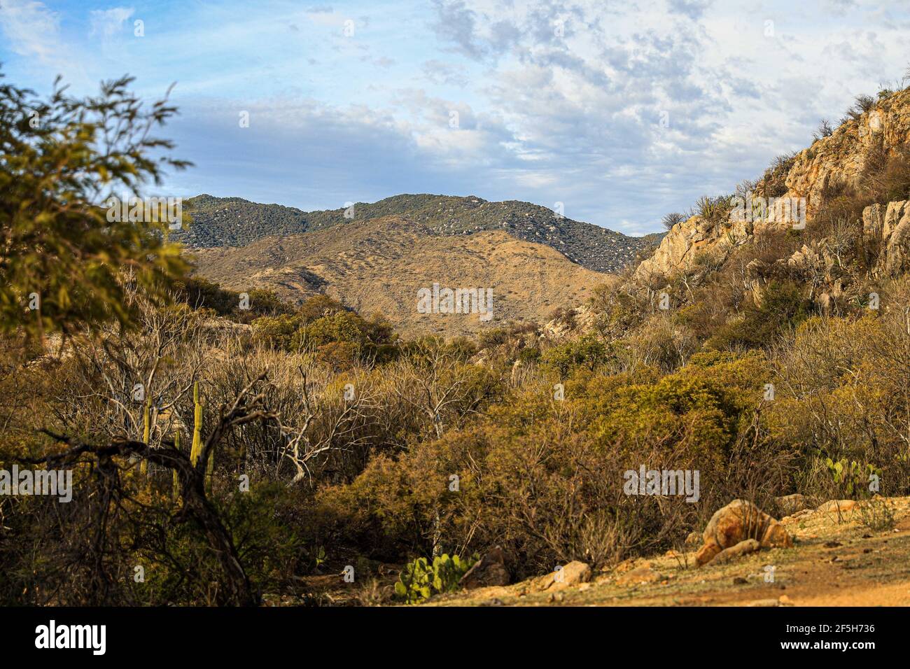 Forest, horizon and mountain in the Tonibabi ranch next to the Sierra