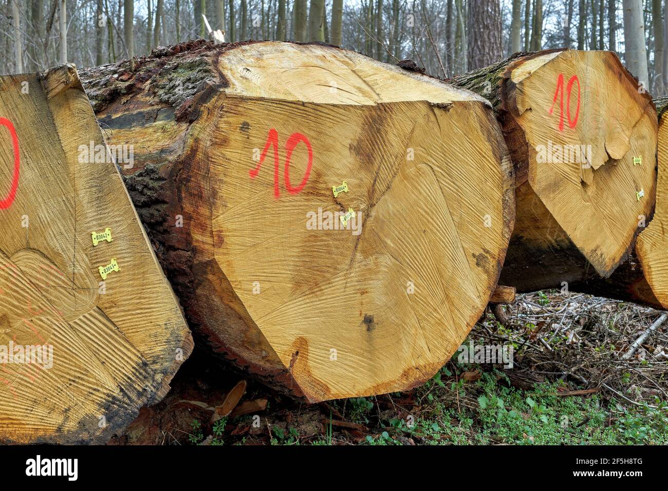 European oak timber logs for sale Stock Photo Alamy