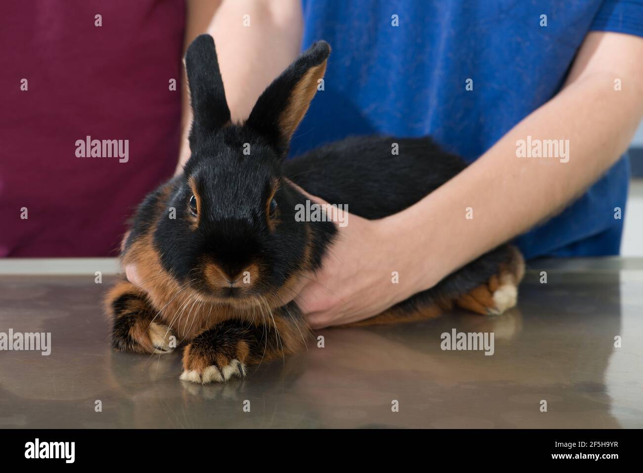 Rabbit Is Examined By The Veterinarian Stock Photo - Alamy