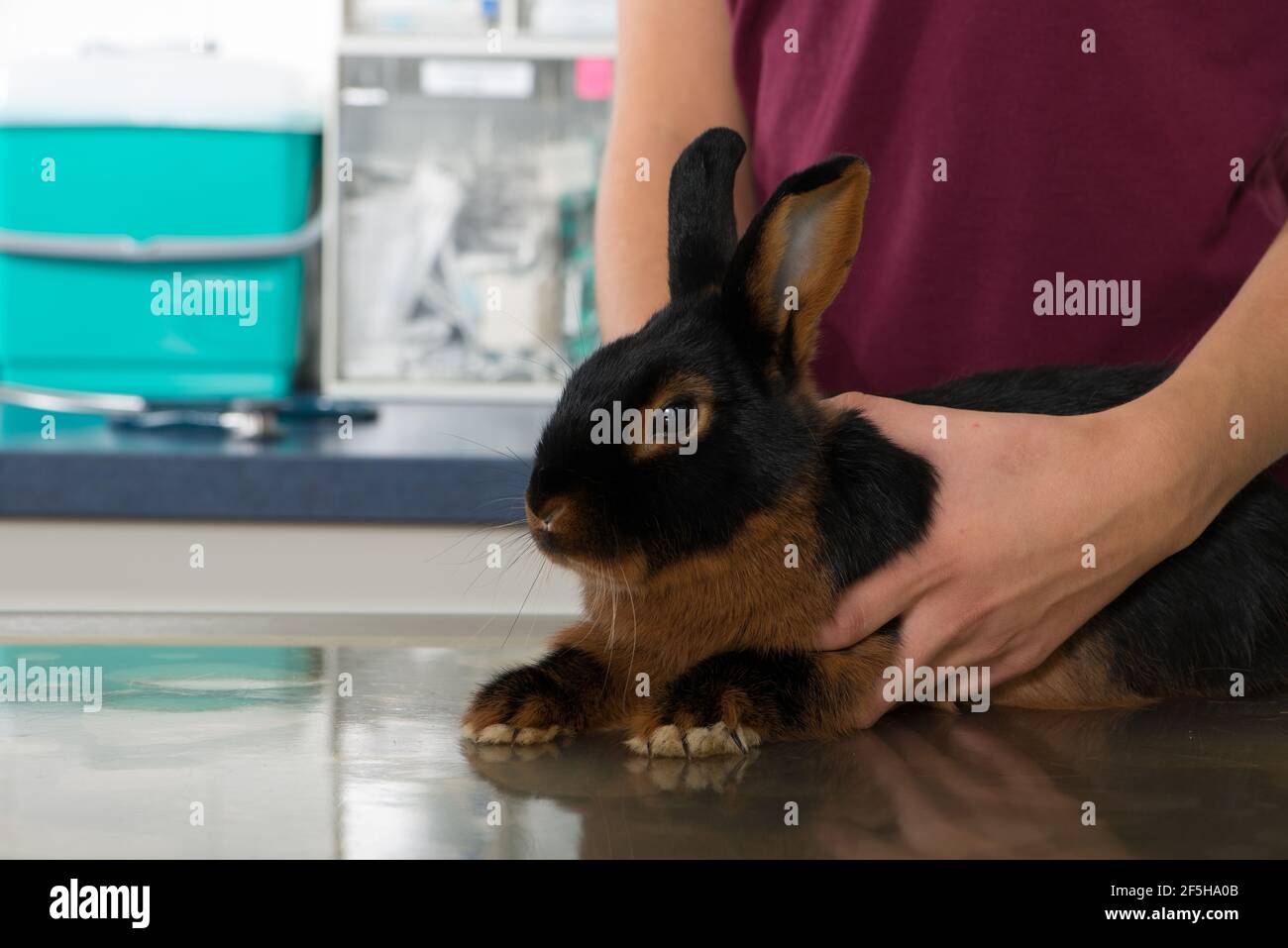 Photo Rabbit Examinatin Vet examining bunny rabbit hi-res stock photography and images - Alamy