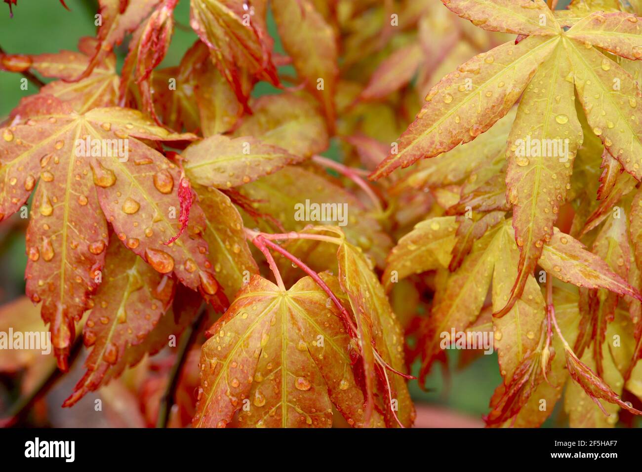 Acer palmatum ‘Katsura’ Japanese maple Katsura – yellow orange leaves with serrated red margins,  March, England, UK Stock Photo
