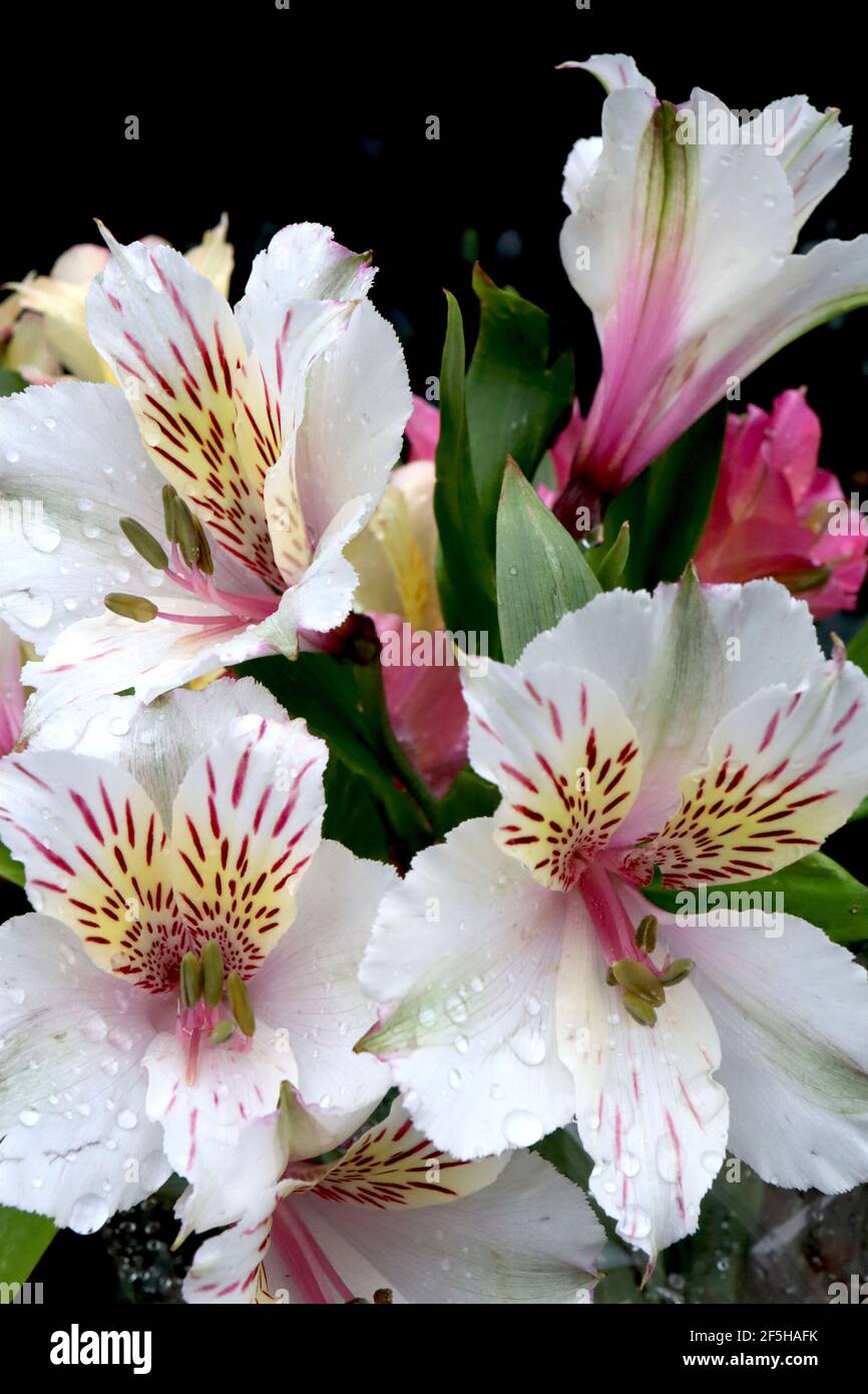 Alstroemeria ‘Casablanca’ Peruvian lily Casablanca – white funnel-shaped flower with crimson flecks,  March, England, UK Stock Photo