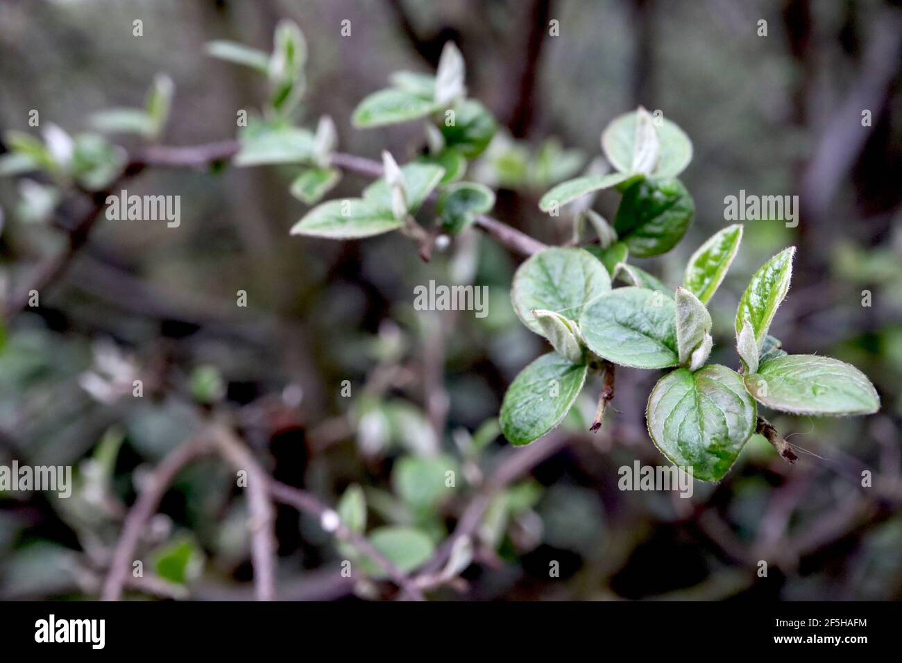 Cotoneaster lucidus hedge Cotoneaster – dark green small glossy ovate leaves with hairy margins,  March, England, UK Stock Photo