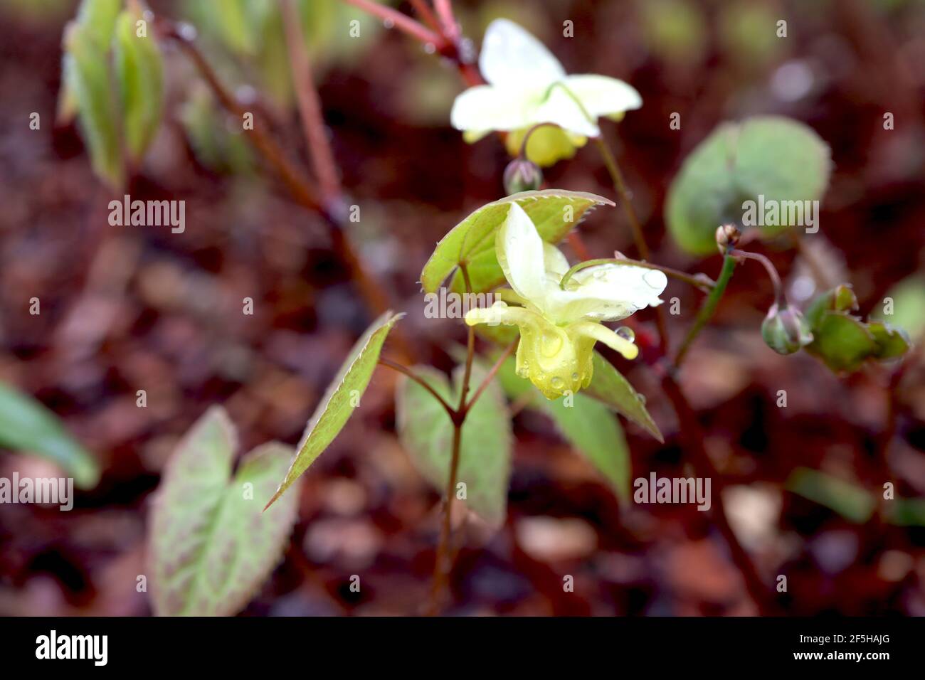 Epimedium x versicolor Sulphureum Barrenwort Sulphureum - spray of white flowers with yellow spurs, March, England, UK Stock Photo