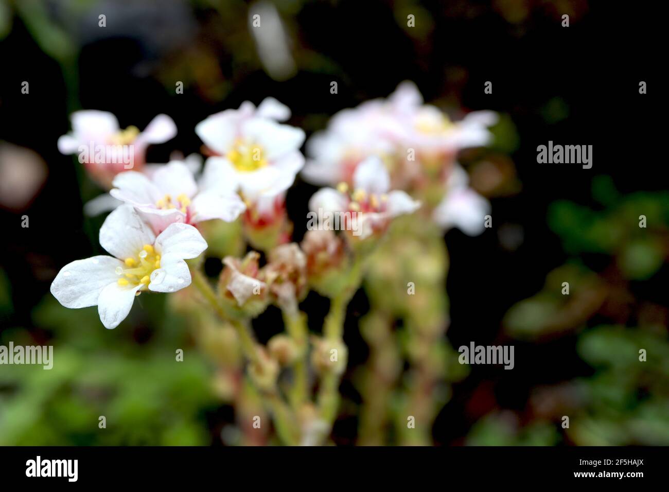 Saxifraga cespitosa Tufted alpine saxifrage – white flowers atop leafy stems and rigid base leaves,  March, England, UK Stock Photo