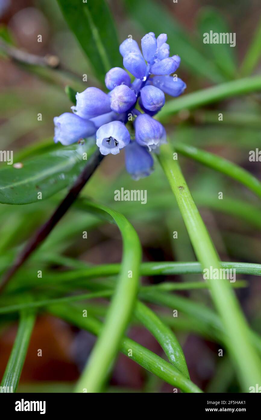 Muscari dolicanthum / Muscari steupii  miniature grape hyacinth – tiny urn-shaped violet blue flowers, March, England, UK Stock Photo