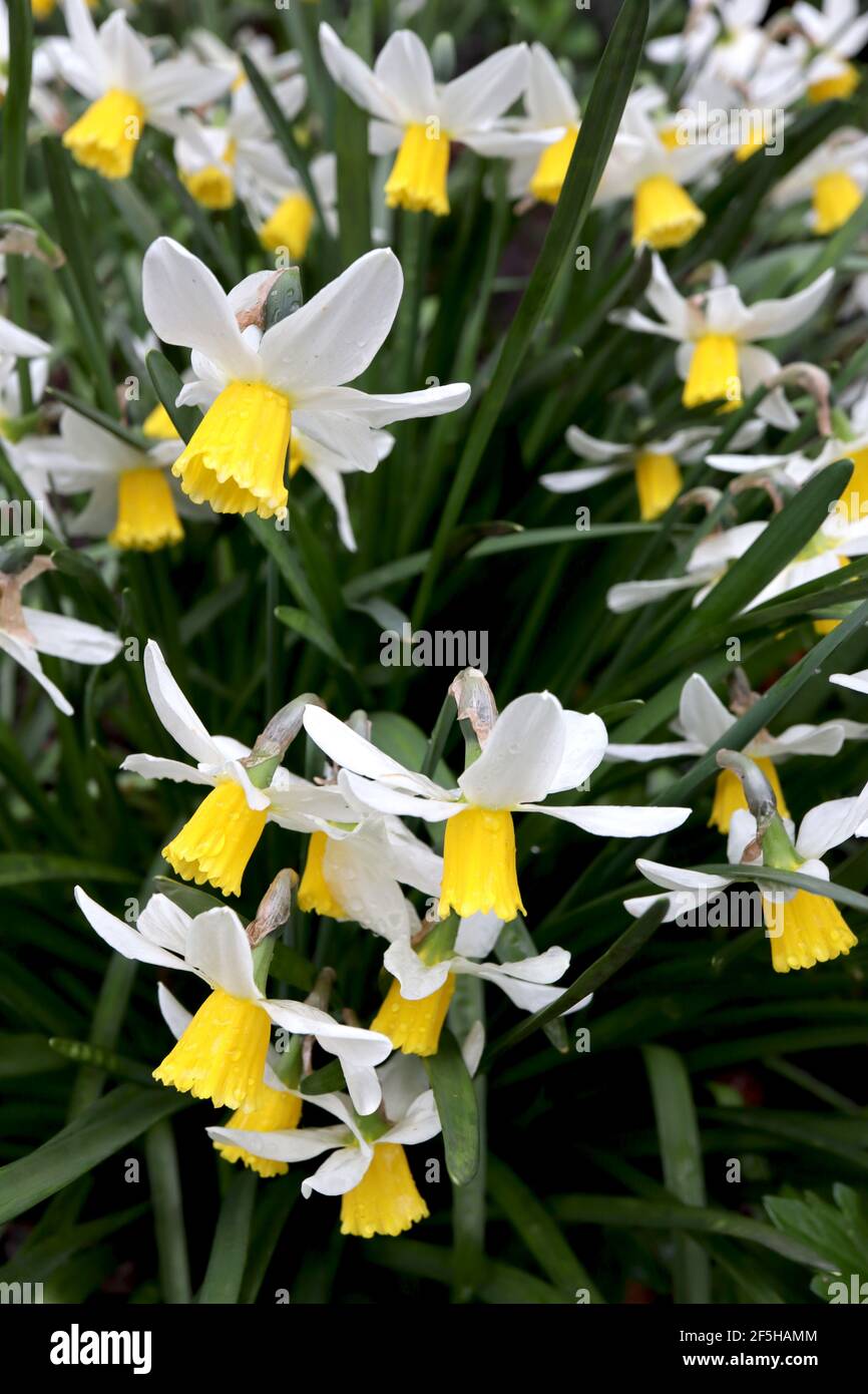 Narcissus ‘Trena’ / Daffodil Trena Division 6 Cyclamineus Daffodils Daffodils with white swept back petals and long yellow trumpets,  March, England, Stock Photo