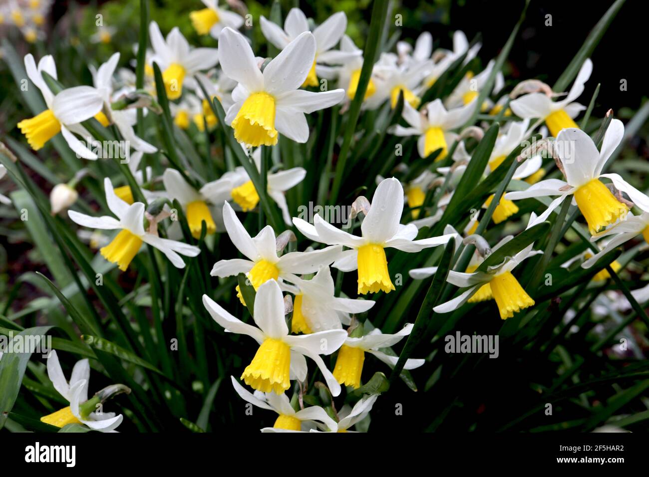Narcissus ‘Trena’ / Daffodil Trena Division 6 Cyclamineus Daffodils Daffodils with white swept back petals and long yellow trumpets,  March, England, Stock Photo