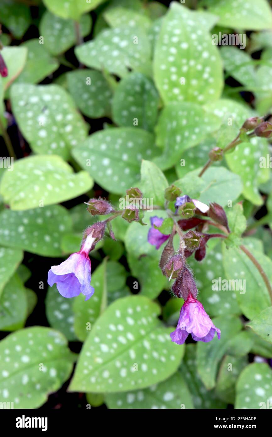 Pulmonaria saccharata ‘Mrs Moon’ Lungwort / Jerusalem sage Mrs Moon – violet blue flowers and white spotted leaves,  March, England, UK Stock Photo