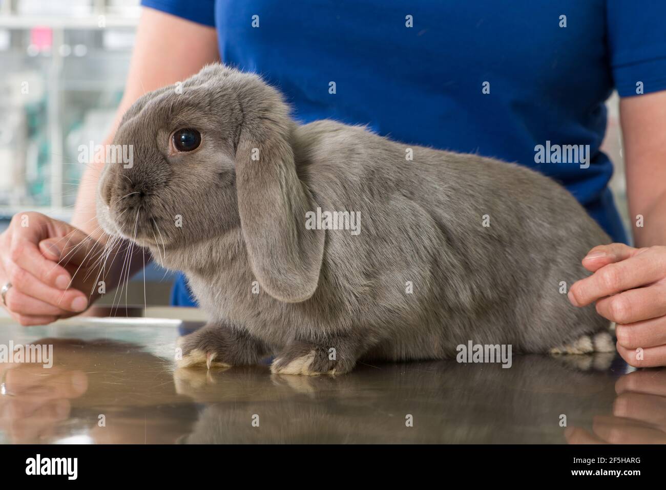Rabbit is examined by the veterinarian Stock Photo Alamy