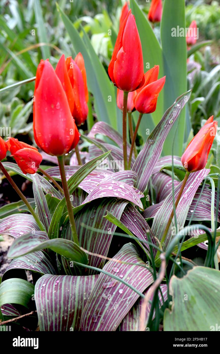 Tulipa ‘Red Riding Hood’  Greigii 14 Red Riding Hood tulip – dwarf red tulips with dark pink flush,  March, England, UK Stock Photo