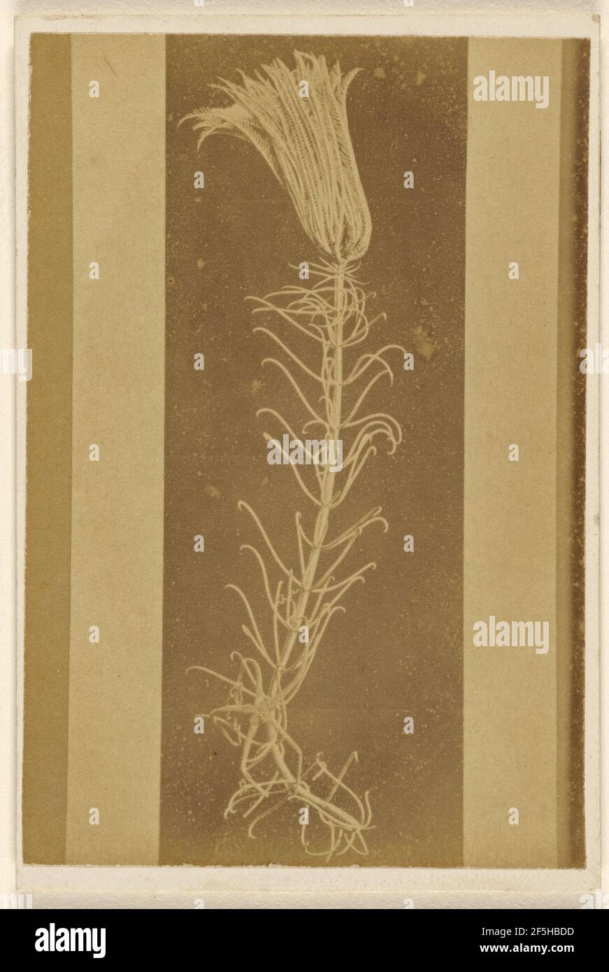 Pentacrinus caput medusae (greatly reduced) Atlantic Dredging.. William Hart (British, active Birmingham, England 1860s) Stock Photo