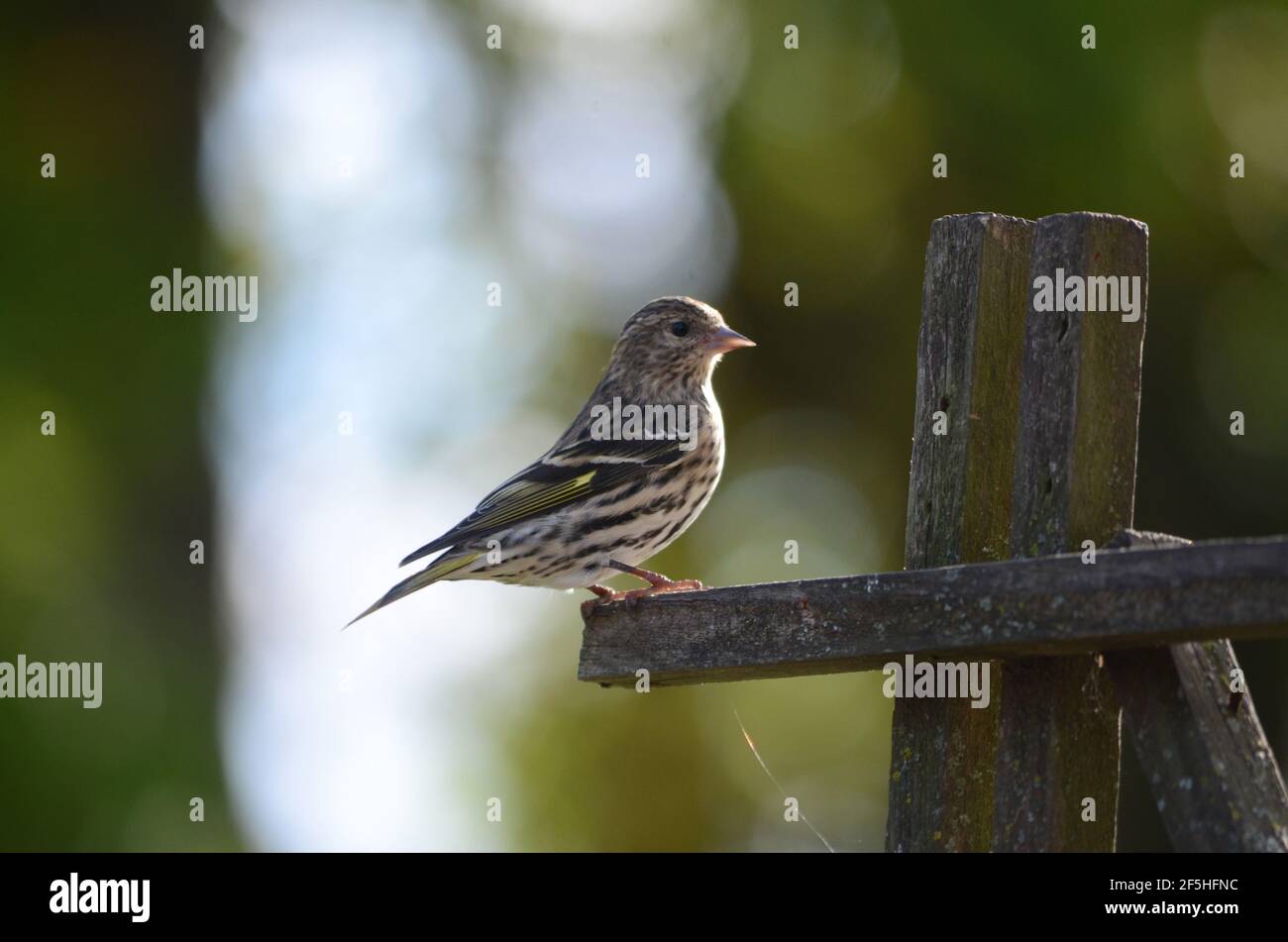 song sparrow on a feeder Melospiza melodia Stock Photo