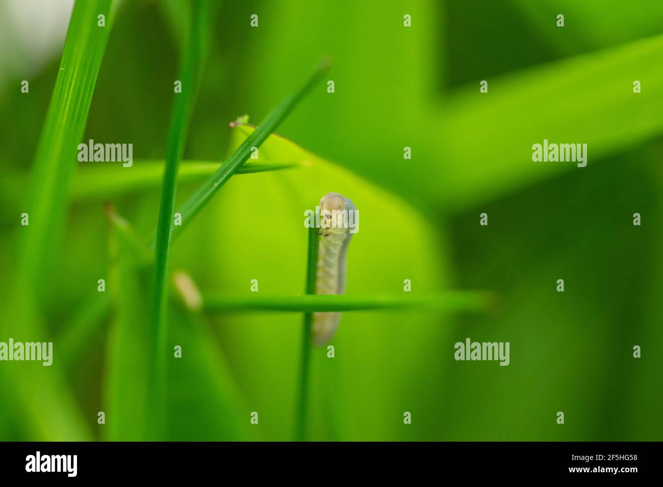 Sawfly Larva on Leaf in Springtime Stock Photo