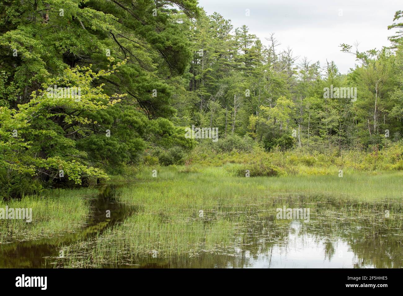 Childs Bog is one of many wetlands in Southwestern New Hampshire, located in Cheshire County. Harrisville is a quiet pretty little village. It's rural Stock Photo