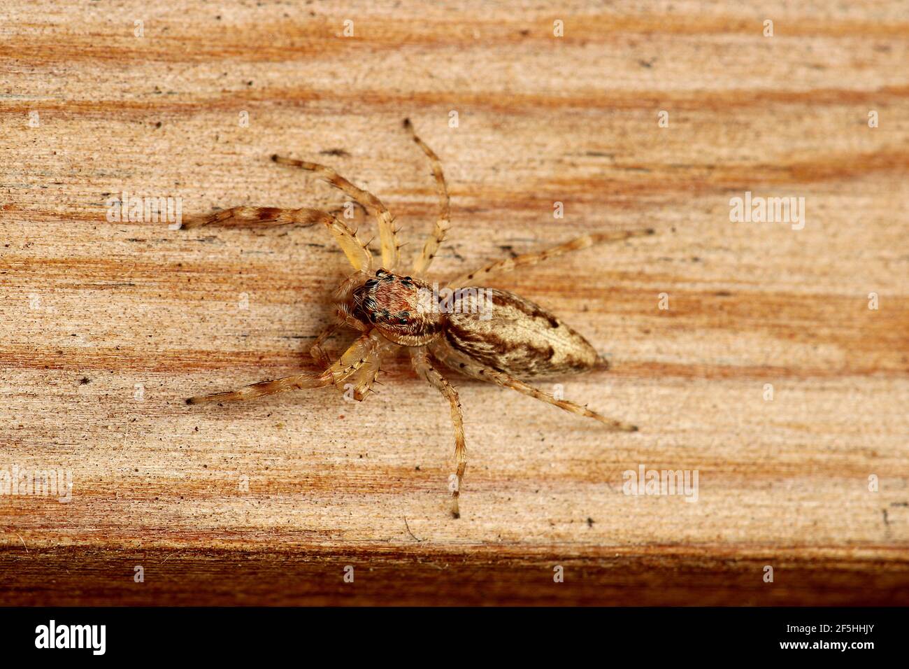 Jumping spider bronze hopper (Helpis minitabunda Stock Photo Alamy