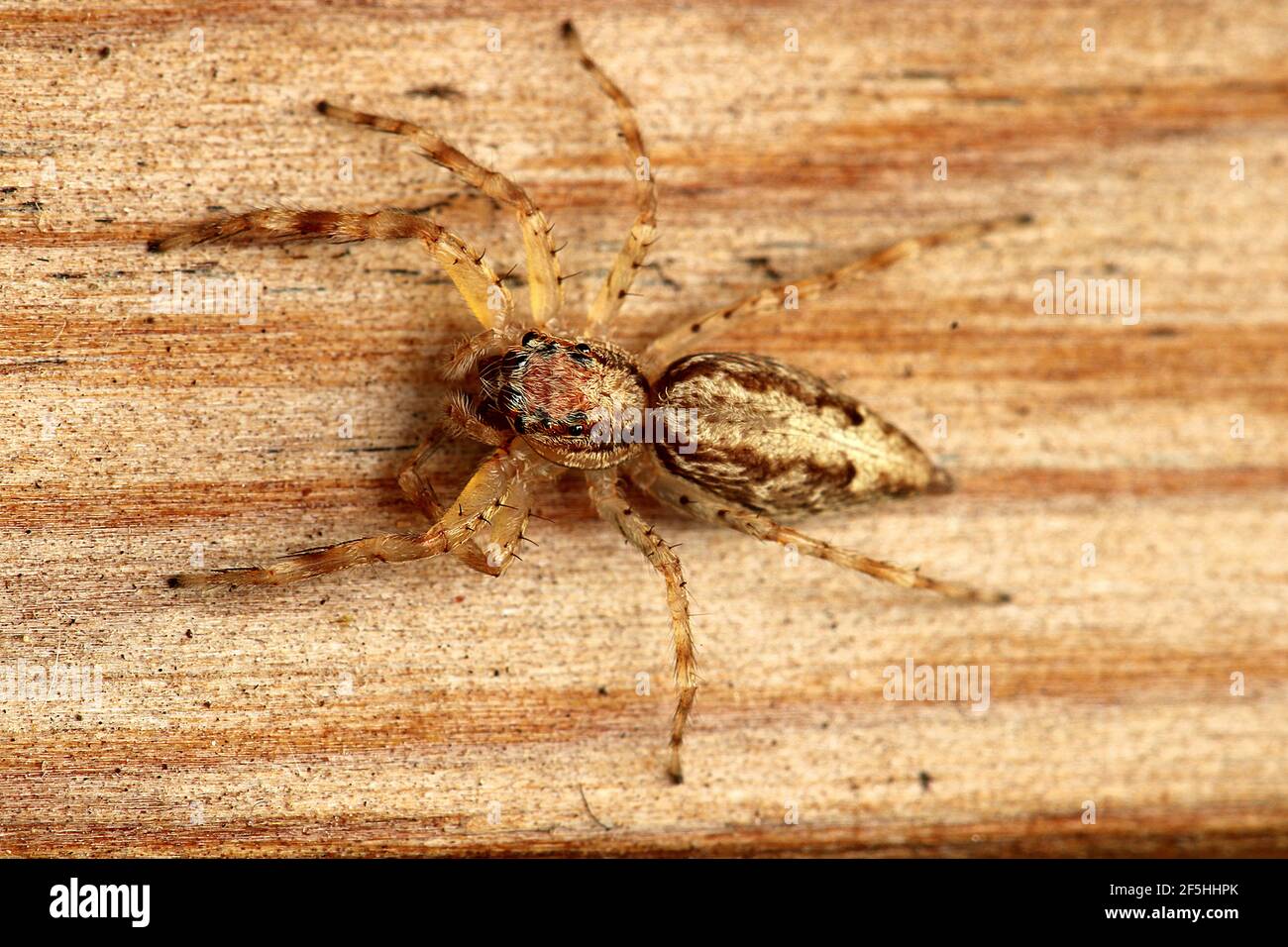 Jumping spider bronze hopper (Helpis minitabunda Stock Photo Alamy