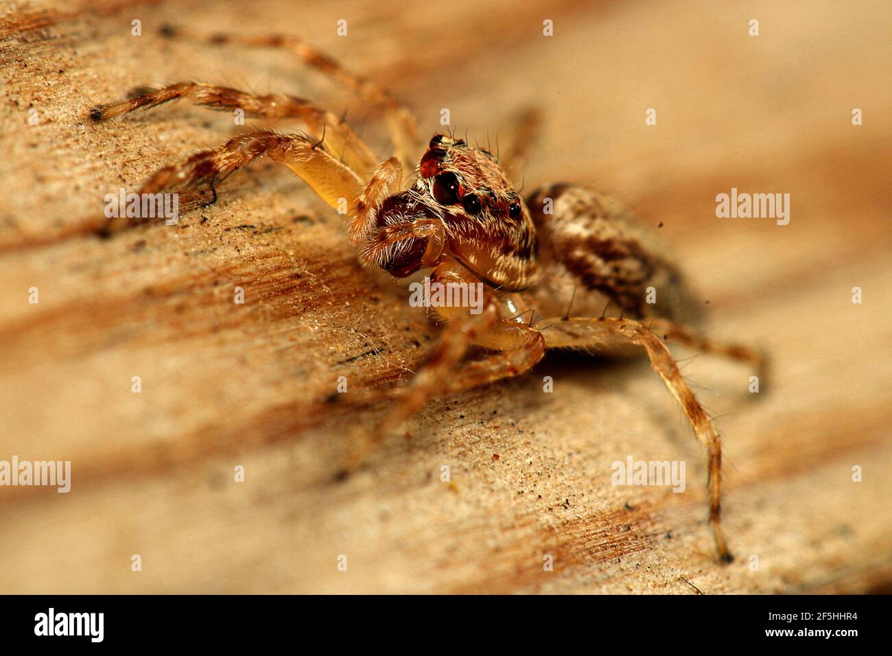 Jumping spider bronze hopper (Helpis minitabunda Stock Photo Alamy